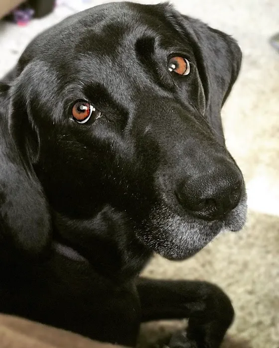 Alburnett Veterinary Service Picture 9