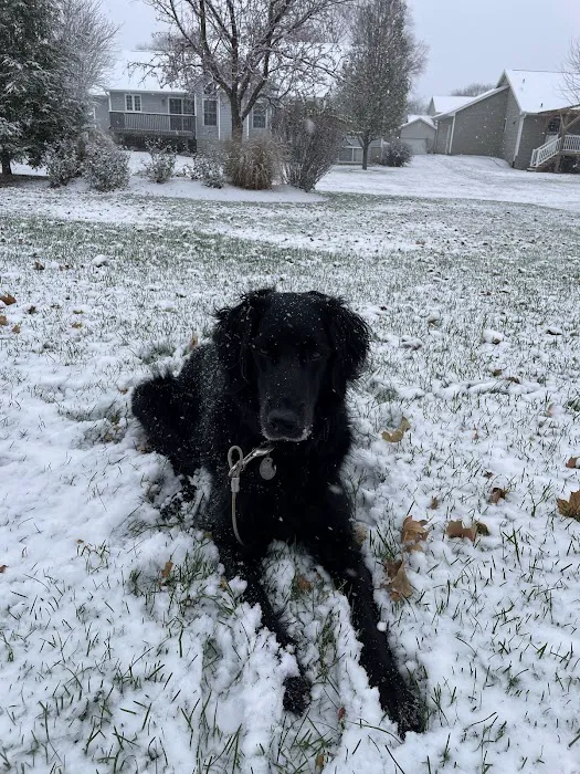 Veterinary Integrative Performance Services (VIPs Vet) Picture 2