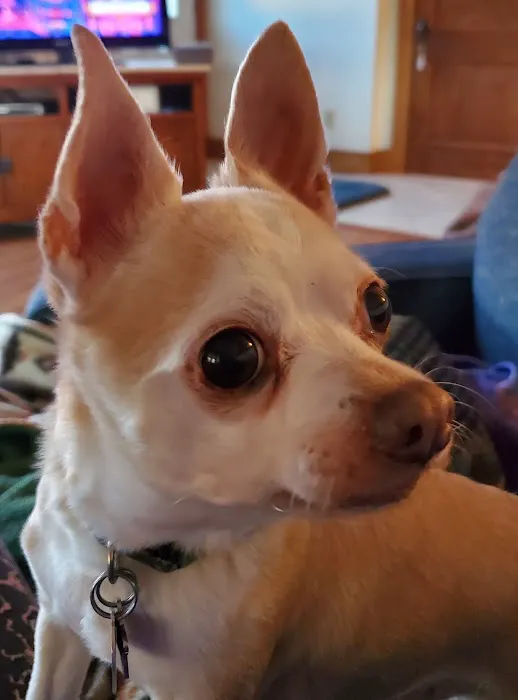 Veterinary Integrative Performance Services (VIPs Vet) Picture 1