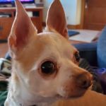 Veterinary Integrative Performance Services (VIPs Vet)