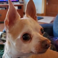 Veterinary Integrative Performance Services (VIPs Vet) ico