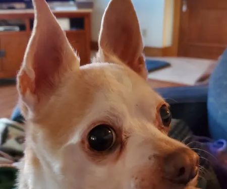 Veterinary Integrative Performance Services (VIPs Vet)