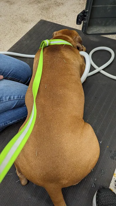 Veterinary Integrative Performance Services (VIPs Vet) Picture 3