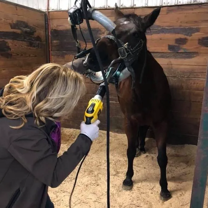 Veterinary Integrative Performance Services (VIPs Vet) Picture 5