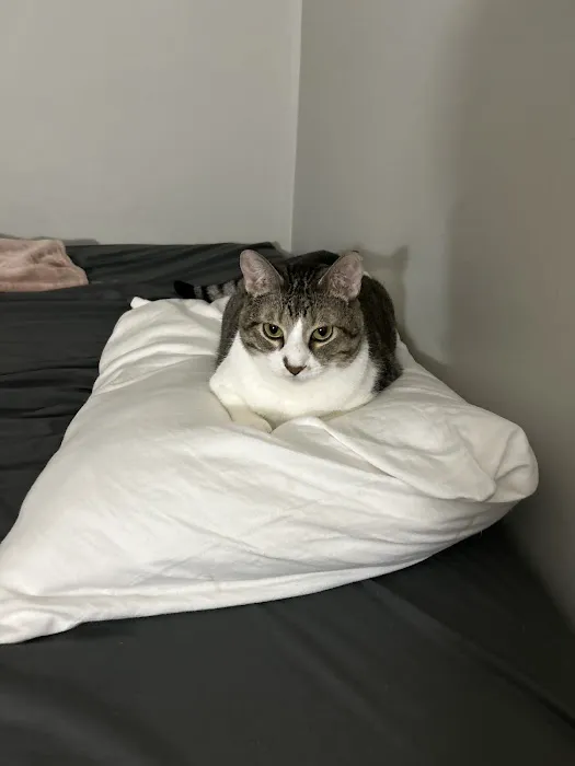 Petersen Pet Hospital Picture 3