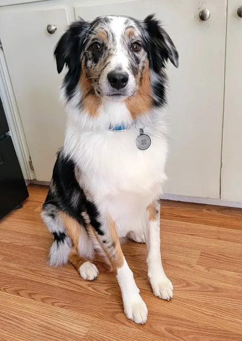 Petersen Pet Hospital Picture 5