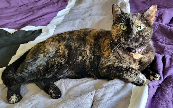 Petersen Pet Hospital Picture 10