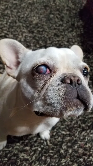 Animal Eye Consultants Picture 4