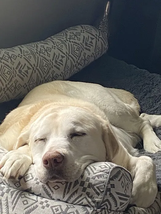 Animal Eye Consultants Picture 6