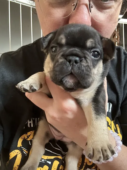 Animal Eye Consultants Picture 5