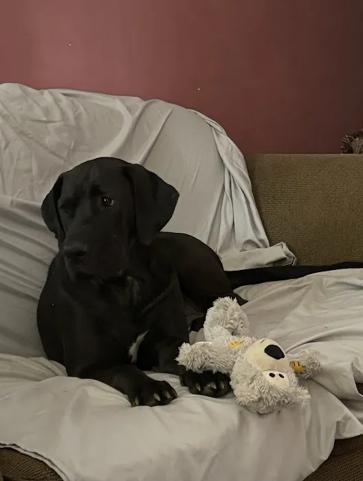 Animal Eye Consultants Picture 3