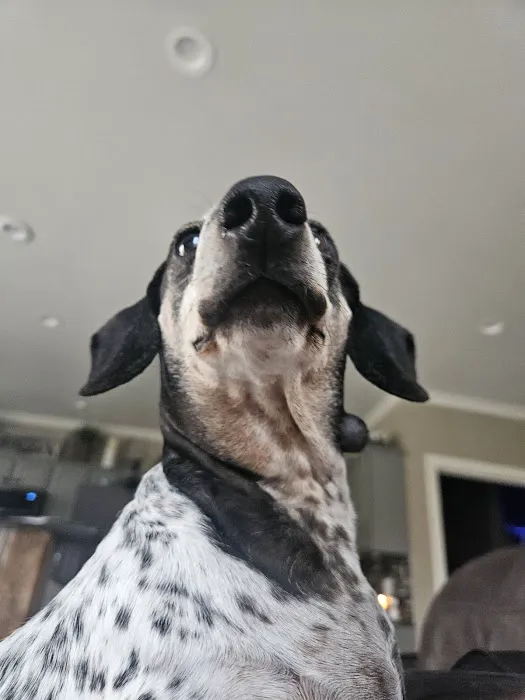 Animal Eye Consultants Picture 1