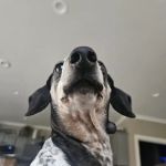 Animal Eye Consultants