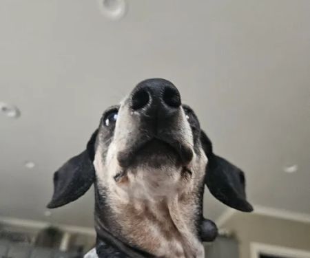 Animal Eye Consultants