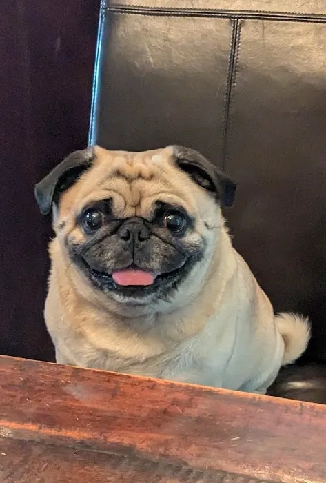 Animal Eye Consultants Picture 10