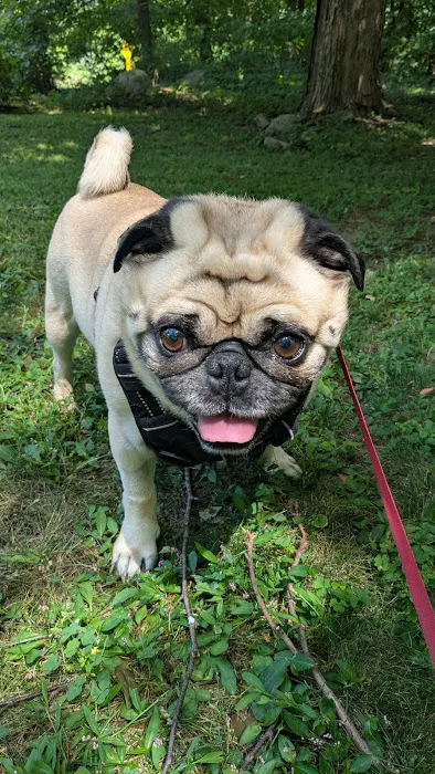 Animal Eye Consultants Picture 7