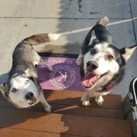 Blairs Ferry Pet Hospital ico