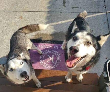 Blairs Ferry Pet Hospital