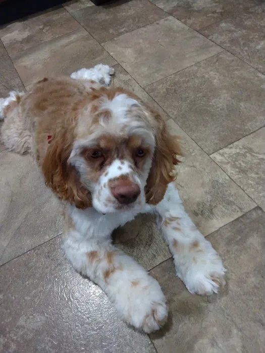 Blairs Ferry Pet Hospital Picture 2