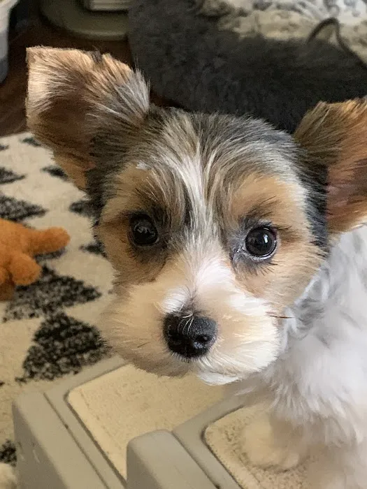 Blairs Ferry Pet Hospital Picture 4