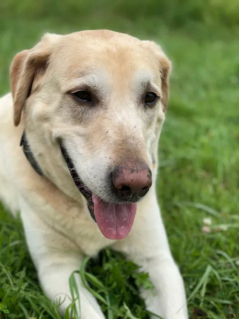 Blairs Ferry Pet Hospital Picture 7