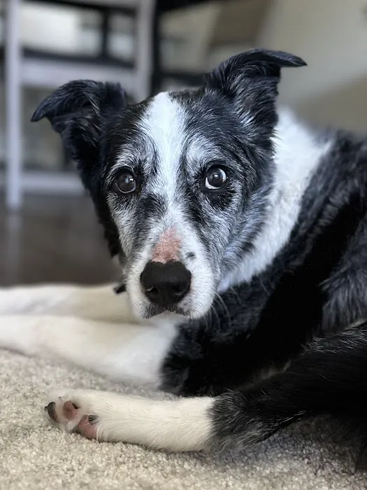 Linn Animal Hospital North Picture 1