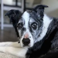 Linn Animal Hospital North ico