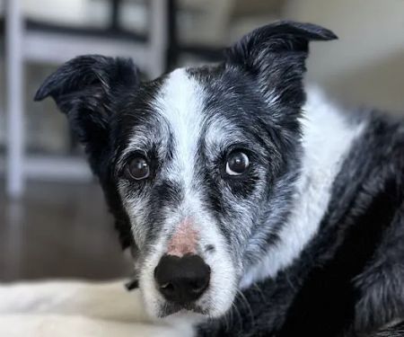 Linn Animal Hospital North