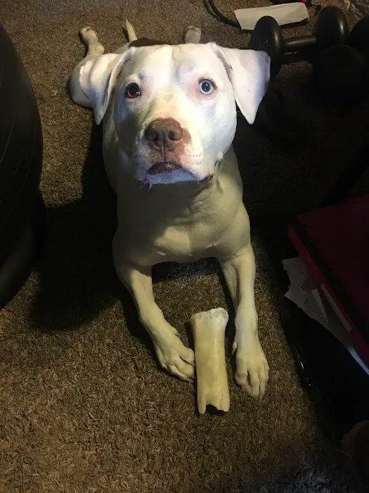 Linn Animal Hospital North Picture 5