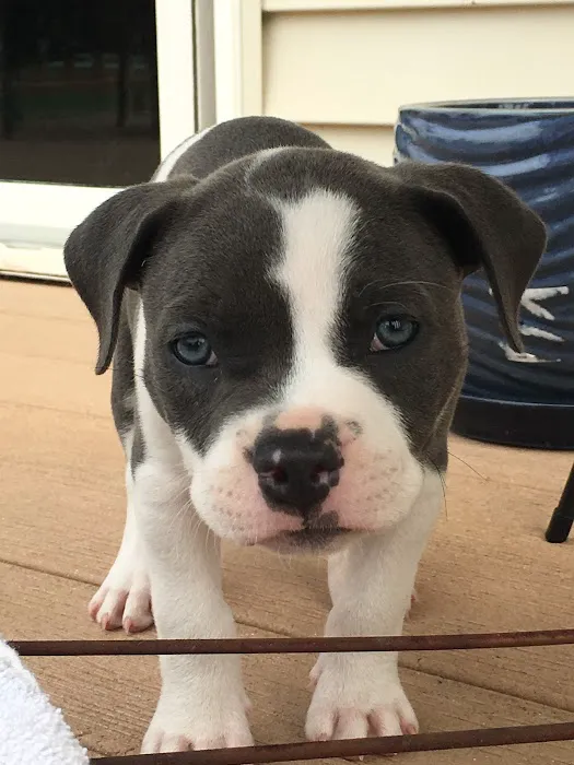 Linn Animal Hospital North Picture 4