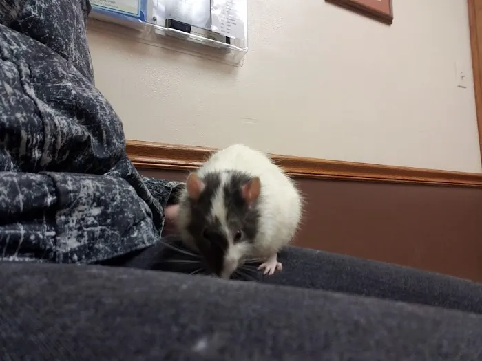 Linn Animal Hospital North Picture 8