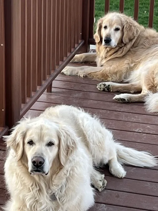 Linn Animal Hospital North Picture 7