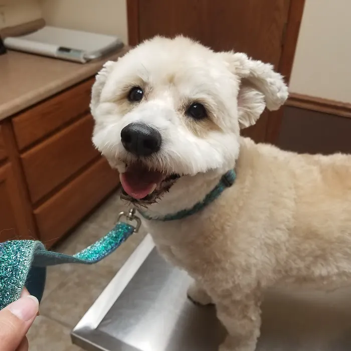 Linn Animal Hospital North Picture 10