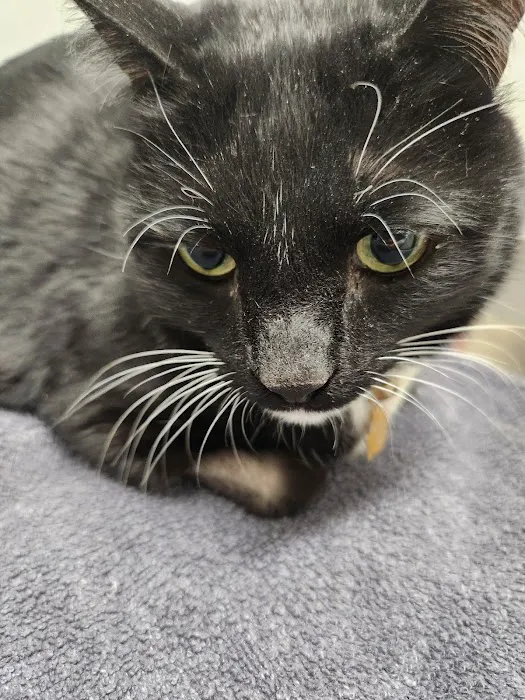 Linn Animal Hospital North Picture 9