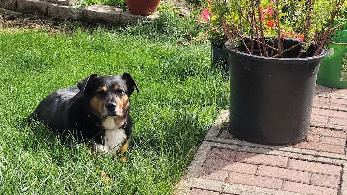 Linn Animal Hospital North Picture 6