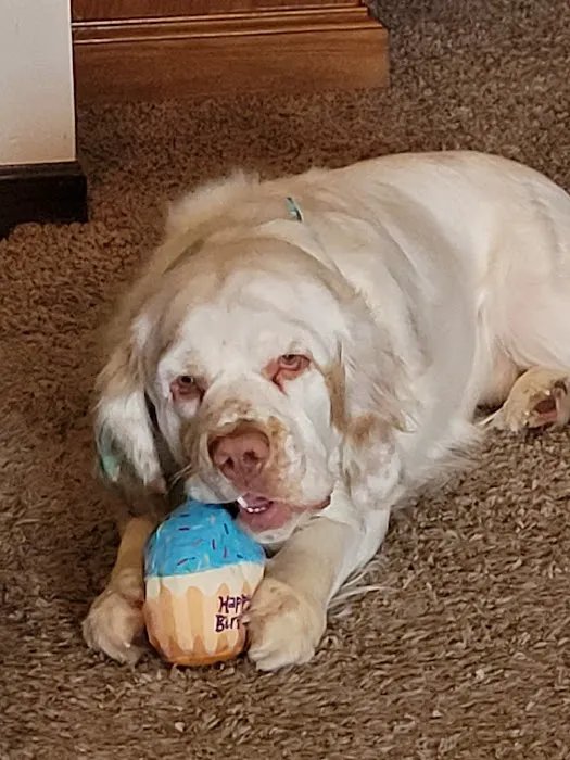 Linn Animal Hospital Marion Picture 2