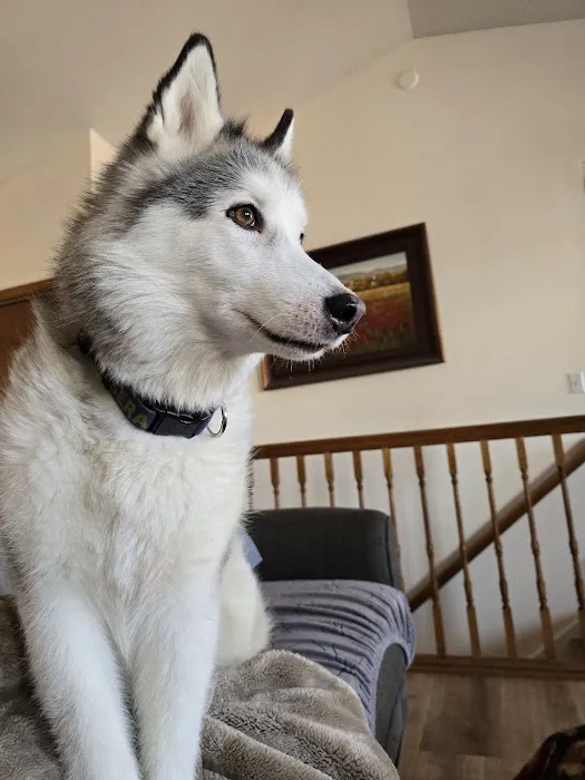 Linn Animal Hospital Marion Picture 3