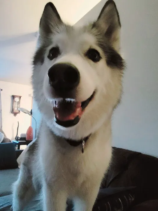 Linn Animal Hospital Marion Picture 4