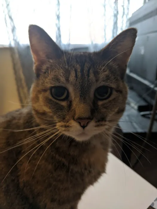 Linn Animal Hospital Marion Picture 1