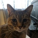 Linn Animal Hospital Marion