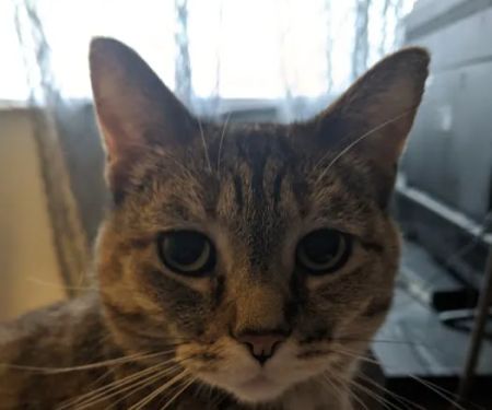 Linn Animal Hospital Marion