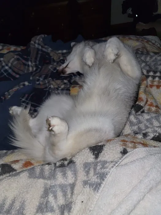 Linn Animal Hospital Marion Picture 7