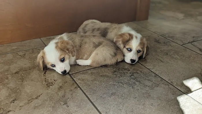 Marion Animal Hospital Picture 2