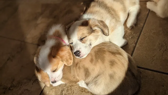 Marion Animal Hospital Picture 4