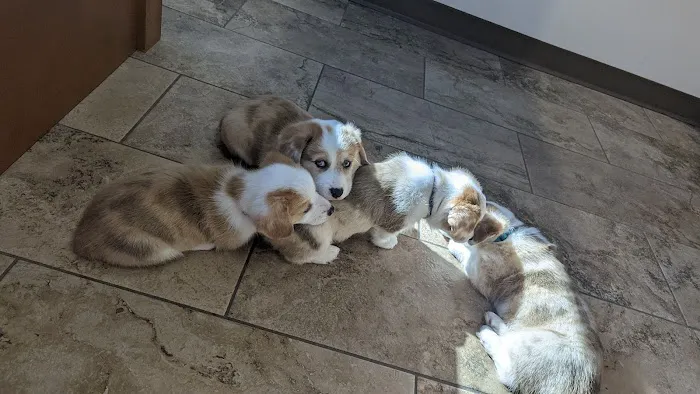 Marion Animal Hospital Picture 6