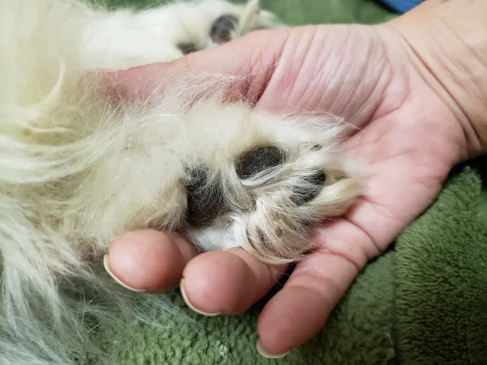 Reilly Mark DVM Picture 8