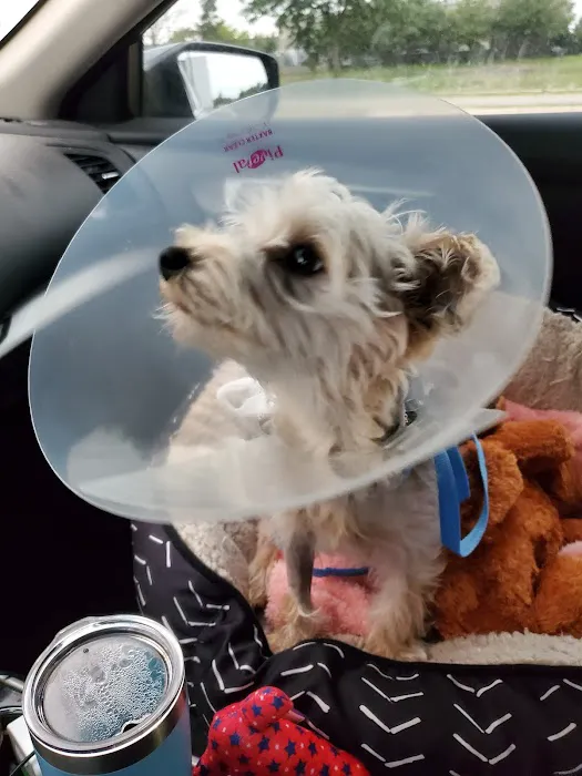 Meier Veterinary Clinic Picture 1