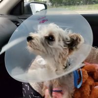 Meier Veterinary Clinic ico