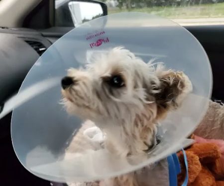 Meier Veterinary Clinic