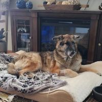 Monticello Veterinary Clinic ico